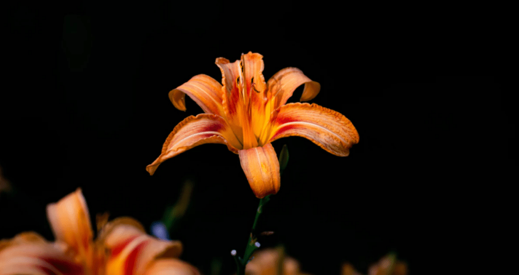 plant biology degree